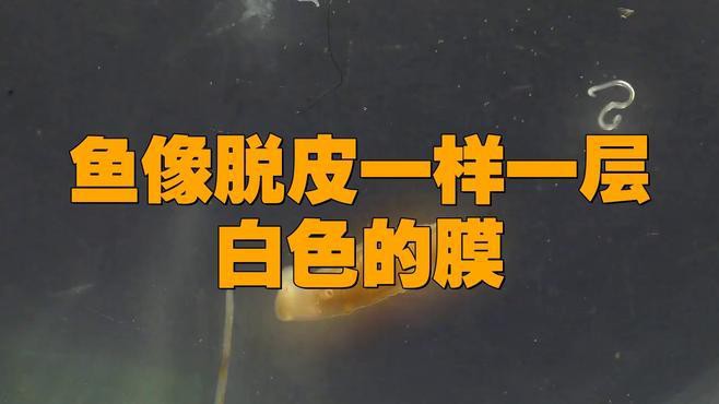 如何判斷龍魚是否得了白膜病？，龍魚白膜病多久會死