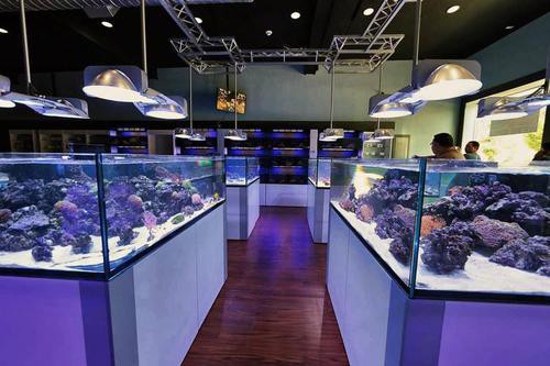 小店水族店，《小店水族館》如何開水族館賺錢加盟星大興開了30年的水族店