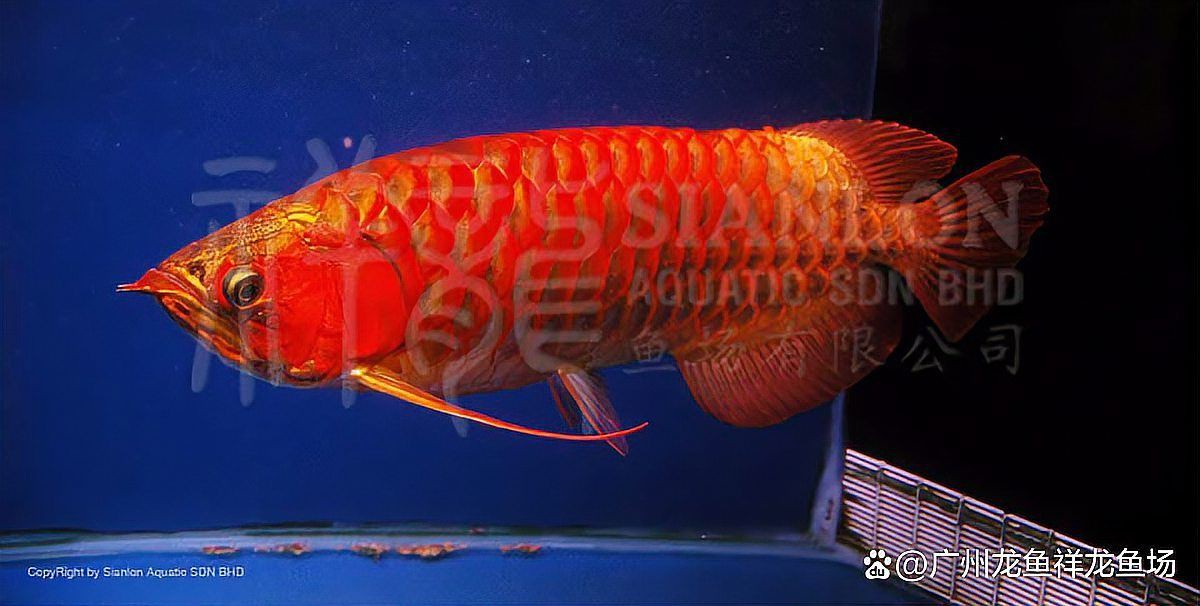 紅燈照射紅龍魚效果，養(yǎng)魚大全,養(yǎng)紅龍魚用什么增色燈好看 紅燈照射紅龍魚效果，養(yǎng)魚大全,養(yǎng)紅龍魚用什么增色燈好看 龍魚百科 第3張