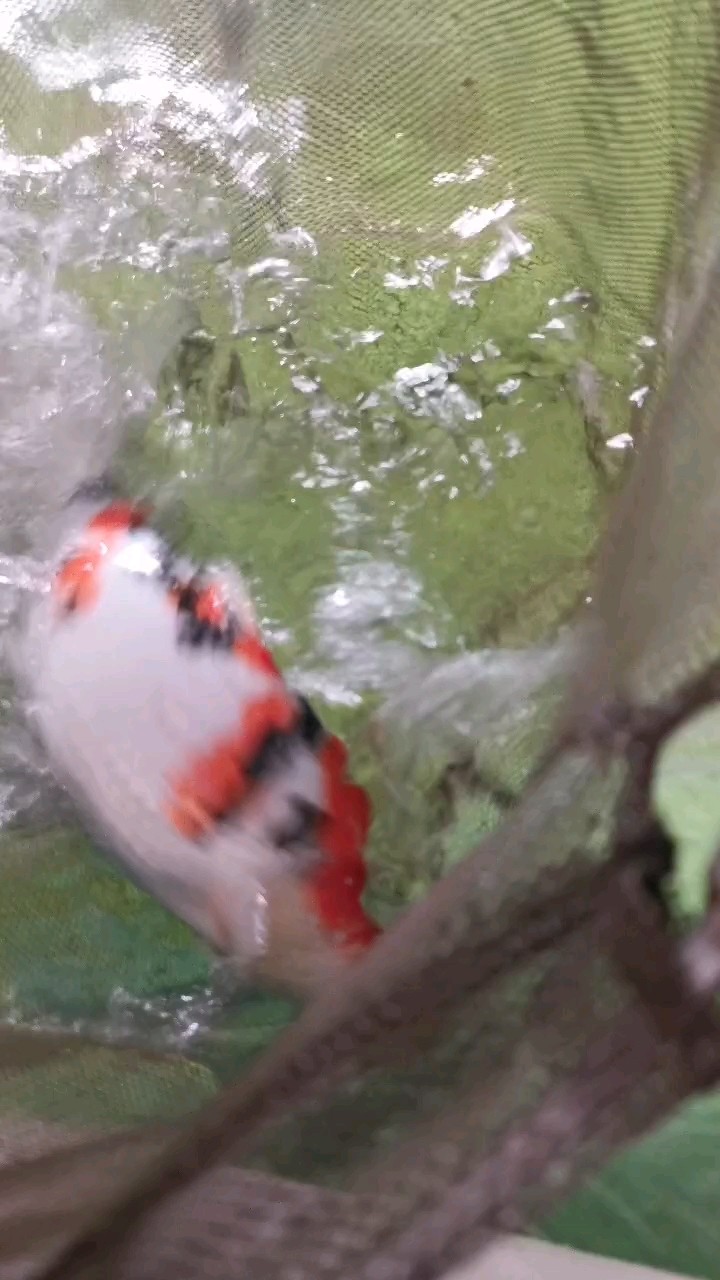 大正三色的頭墨，《大正三色的頭墨》聚焦于獨特且極具魅力的大正三色品種中“頭墨”這一細分特征 大正三色的頭墨，《大正三色的頭墨》聚焦于獨特且極具魅力的大正三色品種中“頭墨”這一細分特征 龍魚論壇