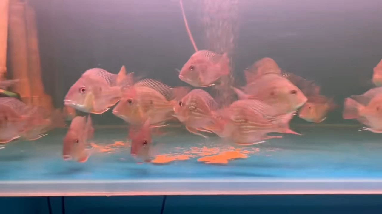 少量進口元寶鳳凰魚，元寶鳳凰魚