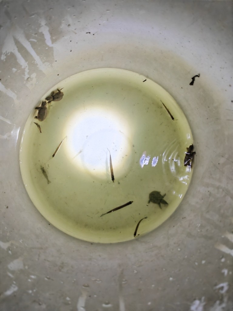 野采的驚喜，有聲書:野采的驚喜 野采的驚喜，有聲書:野采的驚喜 龍魚論壇