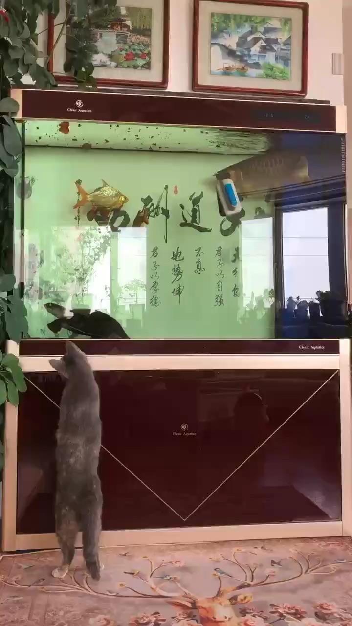 這是又相中缸里的啥了……