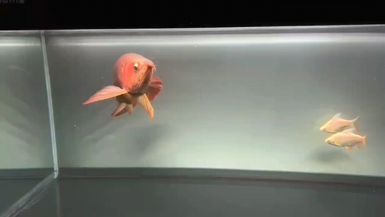 短時間的記錄[haha]