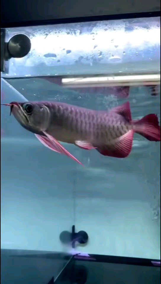 大家來評價一下這條紅龍 大家來評價一下這條紅龍 龍魚論壇