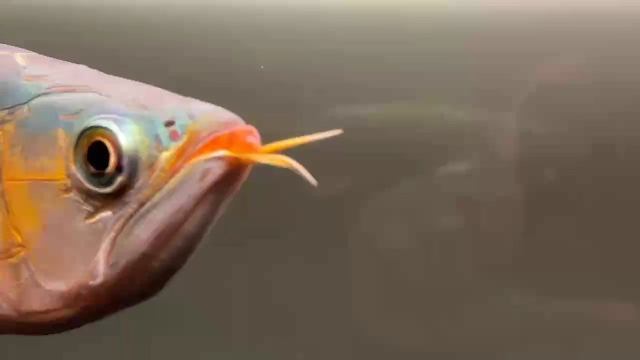 魚缸用增氧泵價格是多少:魚缸增氧機-xtrac增氧機-xtrac增氧機 血統(tǒng)的力量,都在麟底里 龍魚論壇 血統(tǒng)的力量,都在麟底里 血統(tǒng)的力量,都在麟底里 龍魚論壇