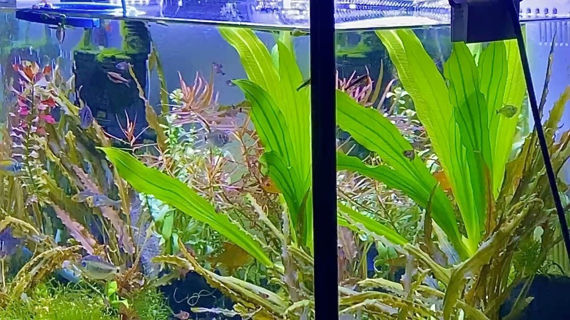 兩個世界，《兩個世界》nd5urgmd評論：感悟生活的多元性和復(fù)雜 兩個世界，《兩個世界》nd5urgmd評論：感悟生活的多元性和復(fù)雜 龍魚論壇