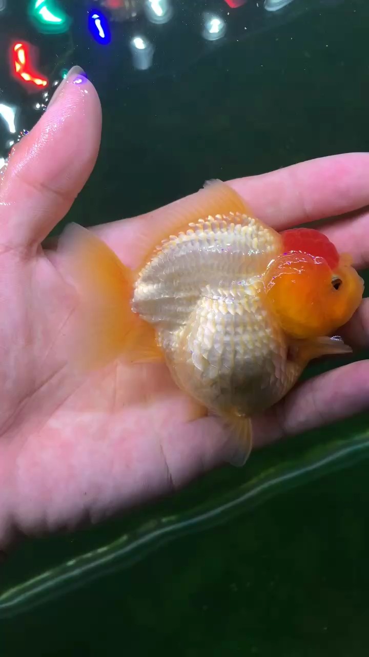 越來(lái)越漂亮了，《越來(lái)越漂亮了》文章圍繞“越來(lái)越漂亮了”這一主題展開(kāi)