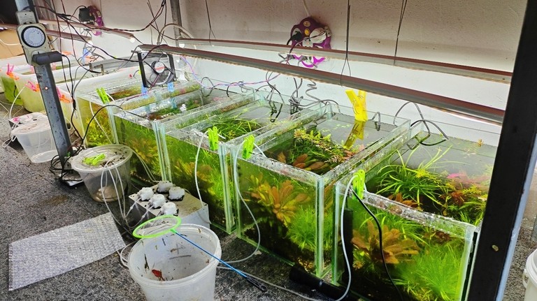 水草栽培學(xué),水草栽培學(xué)——水草栽培學(xué) 龍魚論壇 第7張 水草栽培學(xué),水草栽培學(xué)——水草栽培學(xué) 水草栽培學(xué),水草栽培學(xué)——水草栽培學(xué) 龍魚論壇 第7張