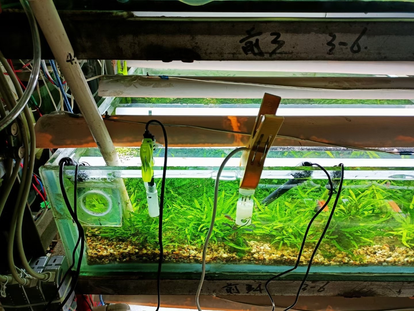 水草栽培學(xué),水草栽培學(xué)——水草栽培學(xué) 龍魚論壇 第5張 水草栽培學(xué),水草栽培學(xué)——水草栽培學(xué) 水草栽培學(xué),水草栽培學(xué)——水草栽培學(xué) 龍魚論壇 第5張