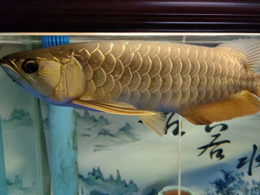 龍魚 龍魚 龍魚論壇 第2張