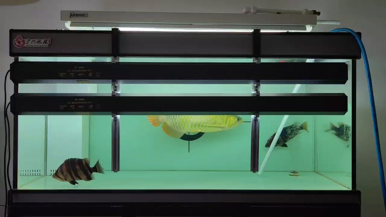 周末忙到?jīng)]換水，《周末忙到?jīng)]換水》 周末忙到?jīng)]換水，《周末忙到?jīng)]換水》 龍魚論壇