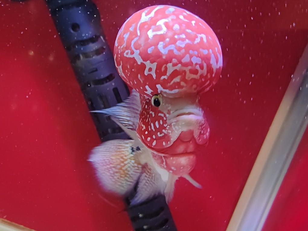 羅漢魚，大頭羅漢魚 羅漢魚，大頭羅漢魚 龍魚論壇