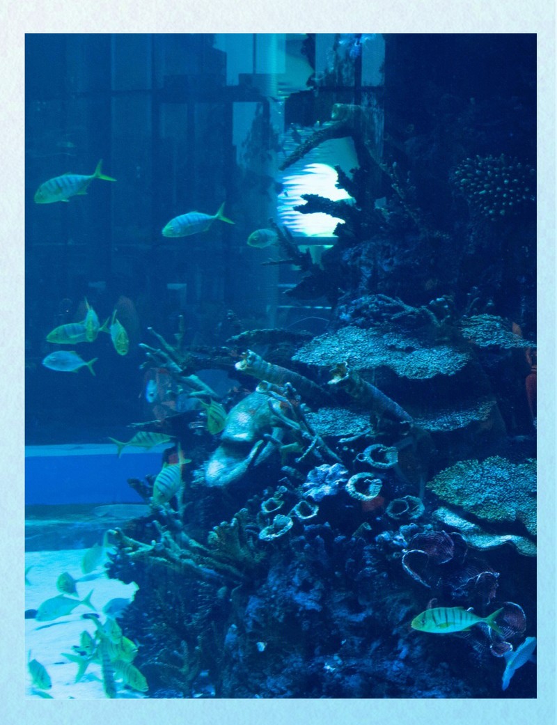 襄城水族店，襄城水族連鎖經營店位于河南襄城縣首山大道1193號 襄城水族店，襄城水族連鎖經營店位于河南襄城縣首山大道1193號 全國水族館企業名錄 第7張
