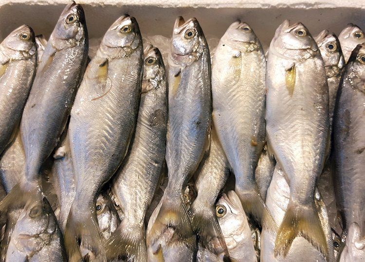 鱧魚的功效與作用，孔娟主任醫(yī)師三甲鱧魚的功效與作用