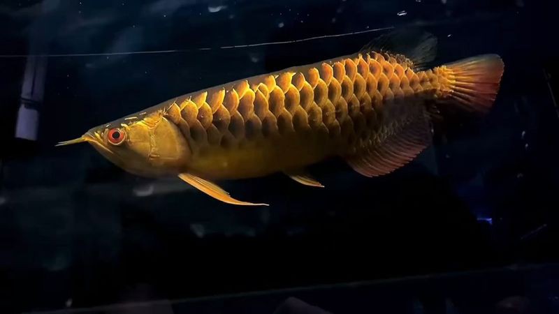 龍魚眼睛大小與品種有關嗎？，龍魚眼睛大小與品種關系