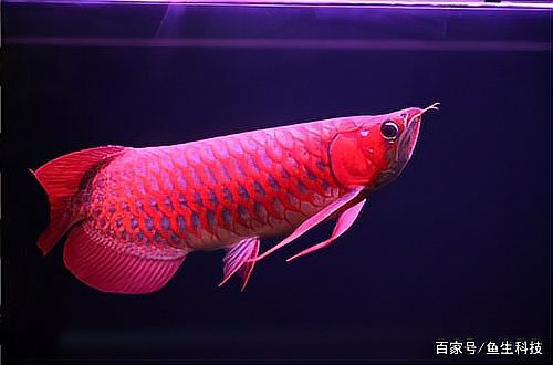 龍魚眼睛大小與品種有關嗎？，龍魚眼睛大小與品種關系
