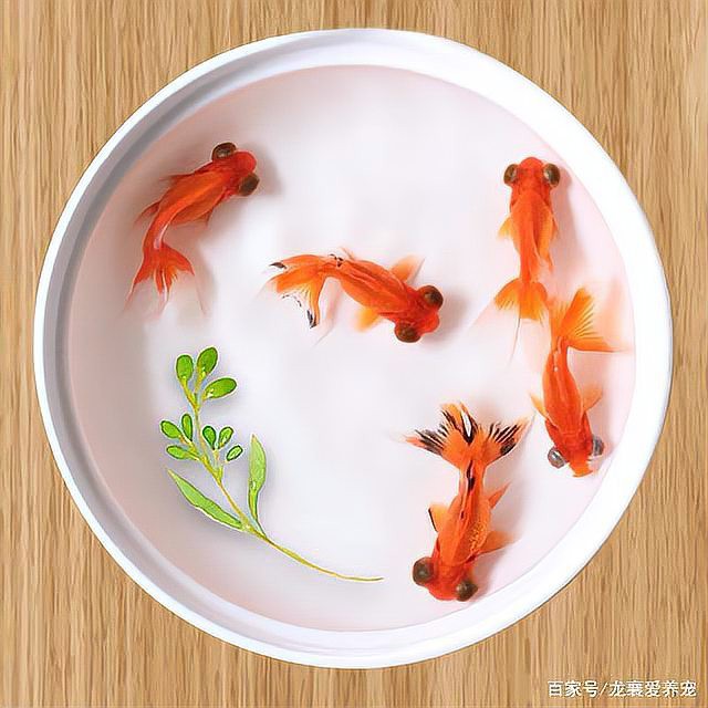 龍魚眼睛大小與品種有關嗎？，龍魚眼睛大小與品種關系