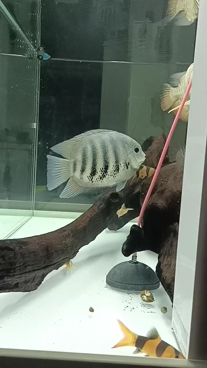 記錄魚生