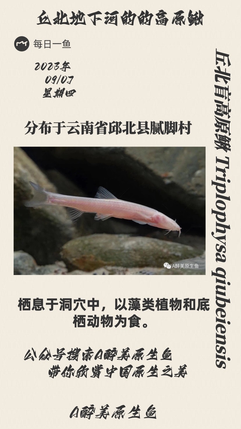 <strong><mark>丘北</mark></strong>盲高原鰍