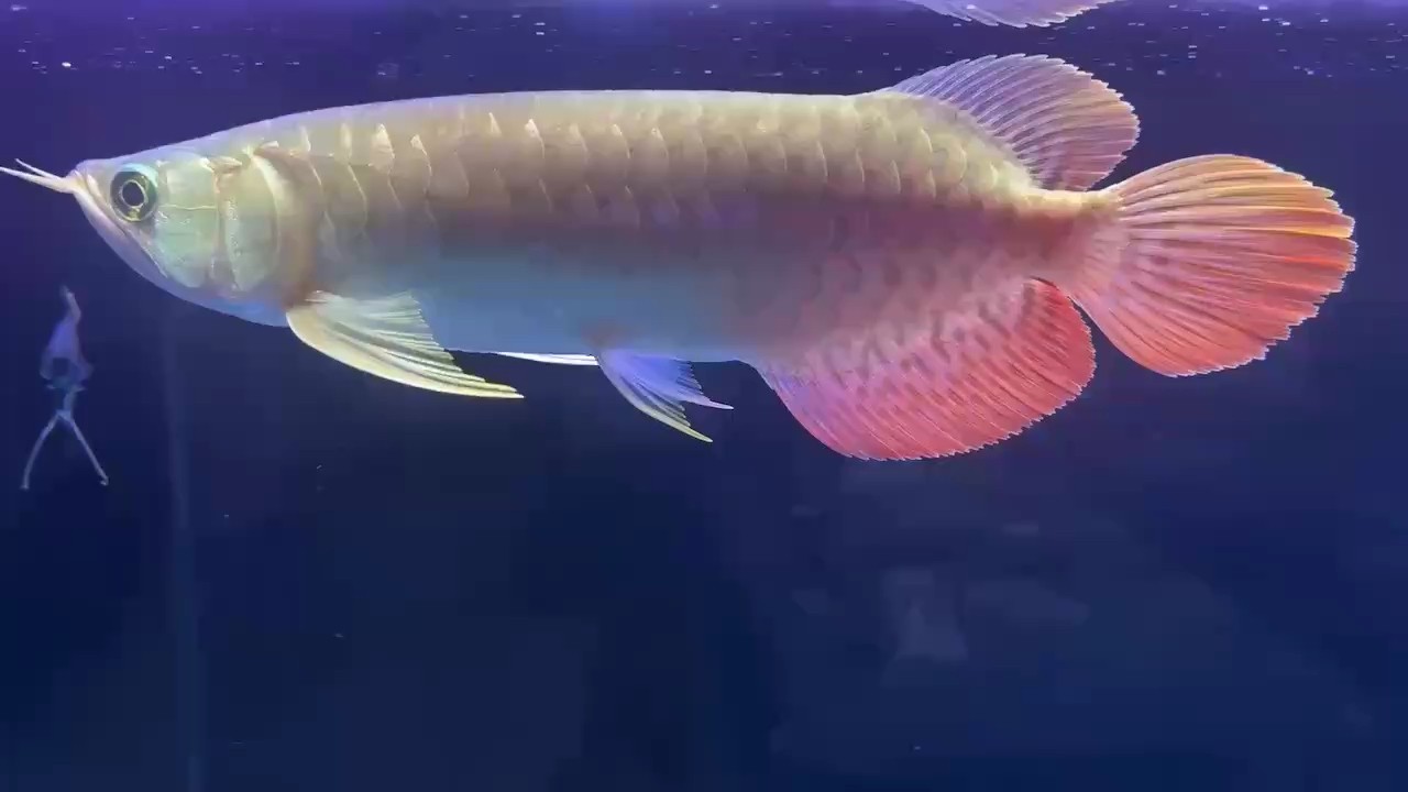 幫忙看看 自然鯊魚嘴 4500有沒有虧