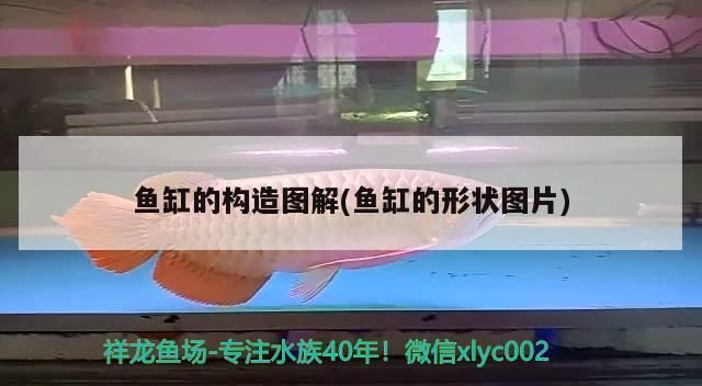 江彩魚缸生產廠家電話：佛山江彩魚缸生產廠家 江彩魚缸生產廠家電話：佛山江彩魚缸生產廠家 魚缸百科 第2張