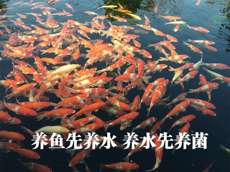 紫艷辣椒紅龍適合什么過濾系統？