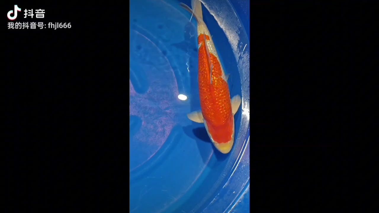 金龍魚紅色和金色寓意：金龍魚紅色和金色寓意是什么 金龍魚紅色和金色寓意：金龍魚紅色和金色寓意是什么 龍魚百科