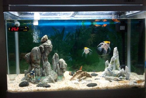 魚缸過濾器安裝教程（魚缸過濾器安裝教程,） 魚缸過濾器安裝教程（魚缸過濾器安裝教程,） 魚缸百科 第1張