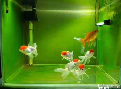 魚缸除藻最佳的魚是什么魚：什么是魚缸除藻最佳的魚類