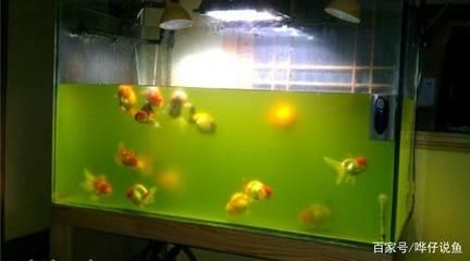 魚缸除藻最佳的魚是什么魚：什么是魚缸除藻最佳的魚類