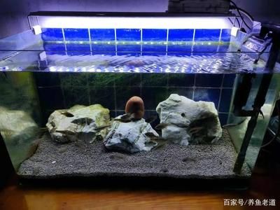 魚缸除藻最佳的魚是什么魚：什么是魚缸除藻最佳的魚類