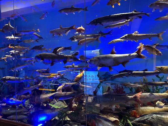 許昌龍魚專賣店