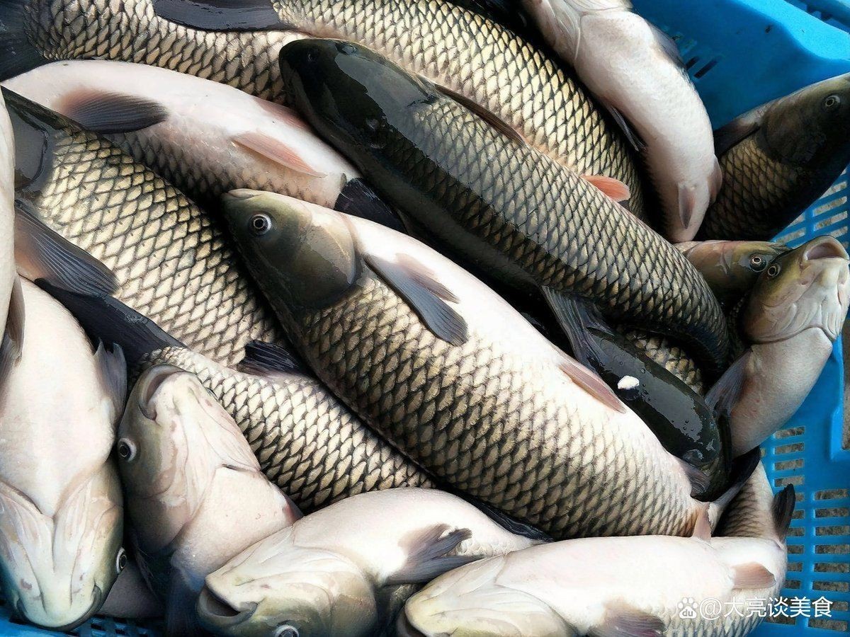 金鯧魚為何被國家禁了【金鯧魚被國家全面禁止養殖和銷售】 金鯧魚為何被國家禁了【金鯧魚被國家全面禁止養殖和銷售】 龍魚百科 第3張
