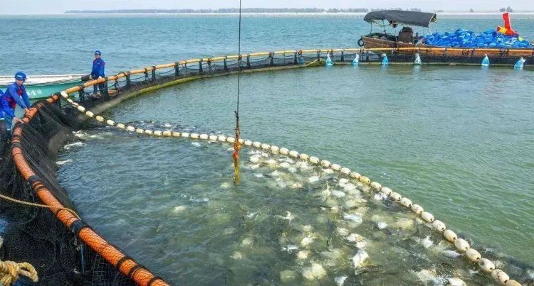 金鯧魚為何被國家禁了【金鯧魚被國家全面禁止養殖和銷售】 金鯧魚為何被國家禁了【金鯧魚被國家全面禁止養殖和銷售】 龍魚百科 第9張