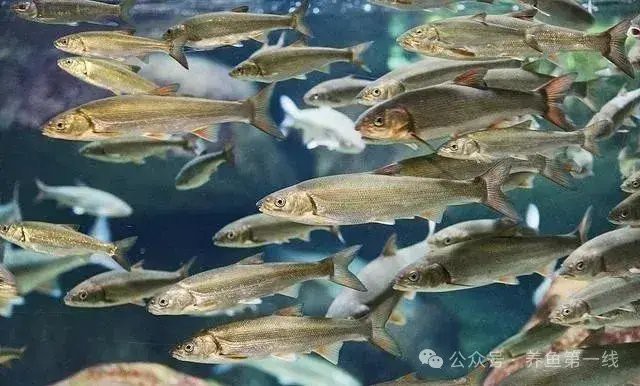 淡水魚到入海口怎么辦【淡水魚入海口面臨著海口面臨著生存挑戰(zhàn)與適應(yīng)的問題】