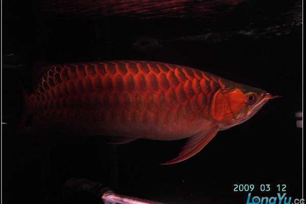 龍魚不吃食能自動恢復嗎？【龍魚不吃食怎么辦】