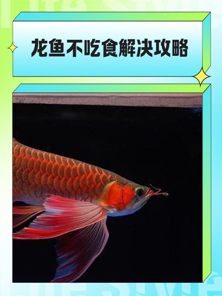 龍魚不吃食能自動恢復嗎？【龍魚不吃食怎么辦】