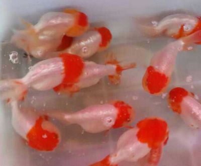 金龍魚(yú)和蘭壽混養(yǎng)
