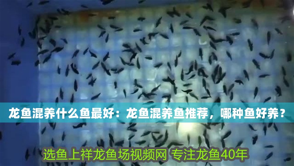 龍魚混養什么魚最好:龍魚混養魚推薦,哪種魚好養? 龍魚百科 第1張 龍魚混養什么魚最好:龍魚混養魚推薦,哪種魚好養? 龍魚混養什么魚最好:龍魚混養魚推薦,哪種魚好養? 龍魚百科 第1張