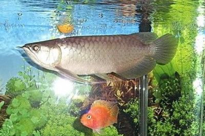金龍魚40公分以后生長速度：金龍魚40公分以后生長速度怎么樣