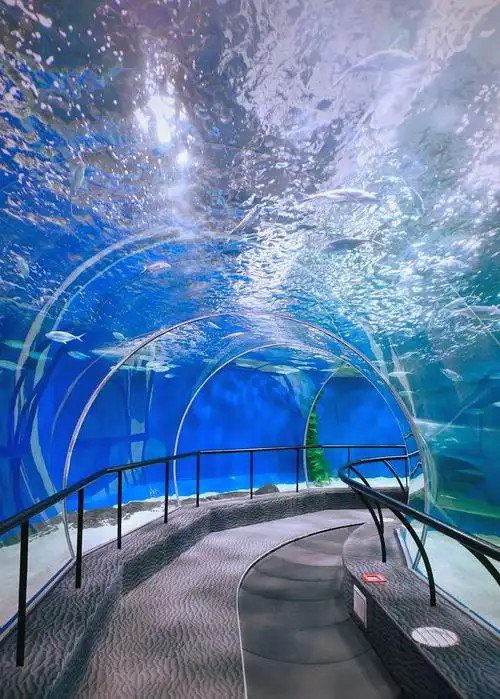 上海海洋水族館值得去嗎【上海海洋水族館·出片之旅】