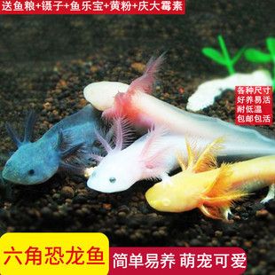 六角恐龍魚難養(yǎng)嗎（六角恐龍魚養(yǎng)殖注意事項(xiàng)，六角恐龍魚養(yǎng)殖難度并不高）