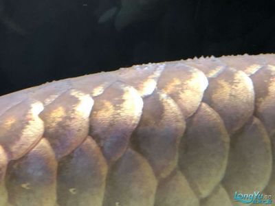 龍魚得水霉病怎么治：龍魚水霉病的日常預(yù)防方法