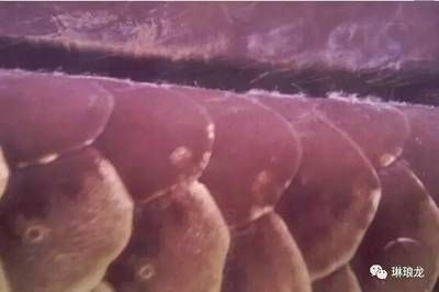 龍魚得水霉病怎么治：龍魚水霉病的日常預防方法