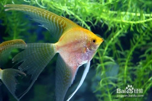 廣東魚缸冬天需要加熱嗎（ 魚缸冬天需要加溫嗎）