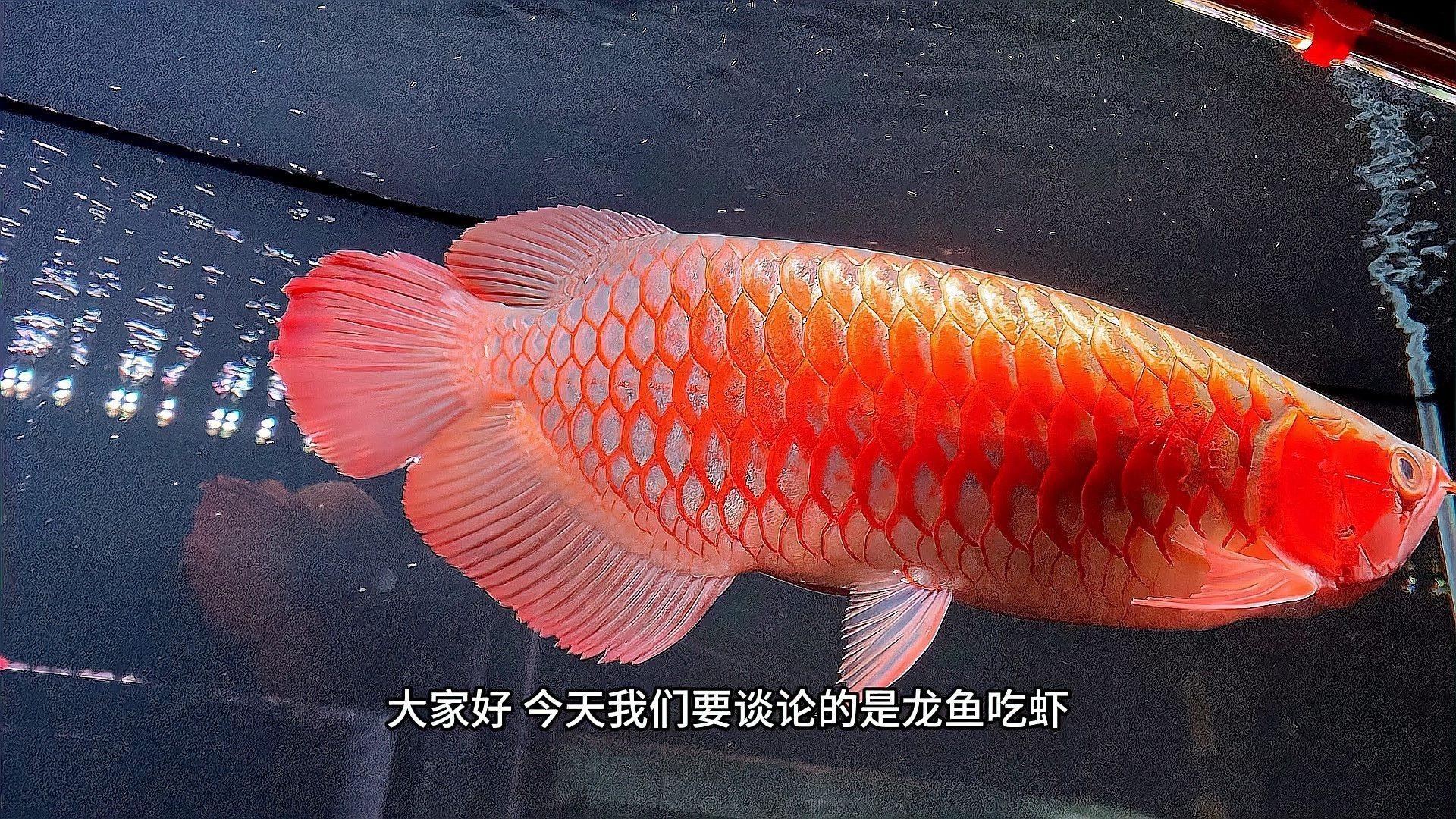 紅龍魚(yú)為什么蝦最好【紅龍魚(yú)怎么養(yǎng)容易發(fā)色這幾個(gè)小技巧你要知道】 紅龍魚(yú)為什么蝦最好【紅龍魚(yú)怎么養(yǎng)容易發(fā)色這幾個(gè)小技巧你要知道】 龍魚(yú)論壇 第5張