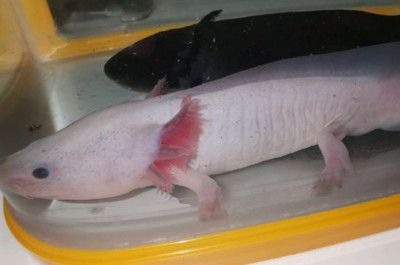 龍魚怎么辨別公母圖：辨別龍魚公母的方法主要有以下幾種：雄性的龍魚體型