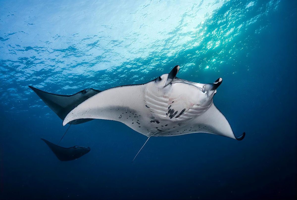 蝠鲼是鰩魚嗎【蝠[需手動填充]和鰩魚的區別】 蝠鲼是鰩魚嗎【蝠[需手動填充]和鰩魚的區別】 龍魚論壇 第2張