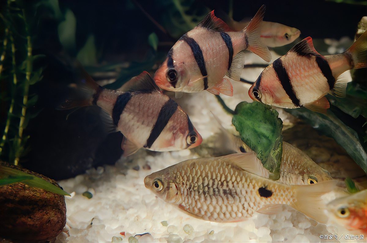 觀賞魚幾天喂一次【觀賞魚的喂食頻率】